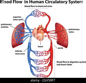 Flusso sanguigno nel sistema circolatorio umano Illustrazione Vettoriale