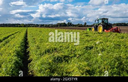 Luffness Mains Farm, East Lothian, Scozia, Regno Unito, 4 ottobre 2021. Inizio della raccolta delle carote: Luffness Mains è l'unica fattoria della contea che cresce carote. I contadini si raccolgono in una calda giornata di sole Foto Stock