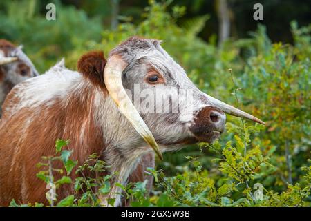 Primo piano di bovini inglesi bianchi e bruni all'aperto di longhorn che vagano sulla brughiera selvaggia del Regno Unito. Foto Stock