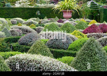 Arbusti sempreverdi misti nel giardino parterre murato presso il giardino RHS Wisley Surrey Inghilterra UK Foto Stock