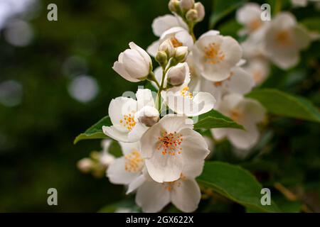 Branca in fiore di bellissimi fiori bianchi di gelsomino con foglie verdi e spazio per la copia. Profumo di piante naturali aromaterapia e concetto di tè Foto Stock