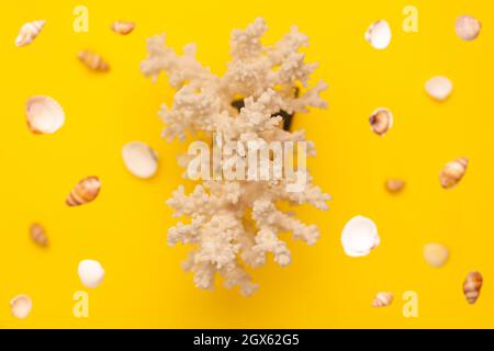 Levitazione dall'alto di conchiglie di mare di colori bianchi e marroni e motivo di corallo su sfondo giallo vibrante. Vacanze viaggio e vacanza concetto wit Foto Stock