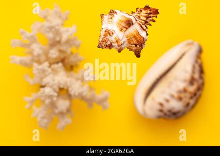 Levitazione dall'alto di conchiglie di mare di colore bianco e marrone e corallo su sfondo giallo vibrante. Vacanza viaggio e vacanza concetto con copia s. Foto Stock