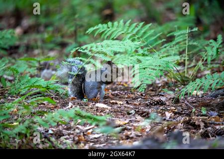 Lo scoiattolo nero. Forma scura scoiattolo grigio orientale nel parco. Foto Stock