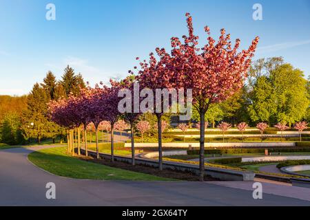 Piccolo lago e rosarium nel parco di Cytadela in primavera mattina, Poznan, Polonia Foto Stock