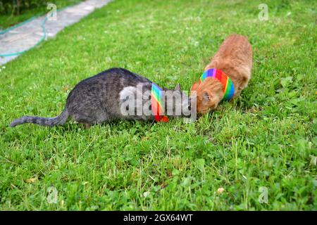 Gatto domestico che indossa uccello avvertimento gatto colletto copre intorno al collo Foto Stock