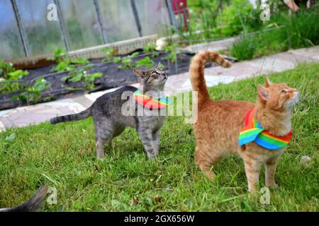 Gatto domestico che indossa uccello avvertimento gatto colletto copre intorno al collo Foto Stock