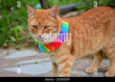 Gatto domestico che indossa uccello avvertimento gatto colletto copre intorno al collo Foto Stock