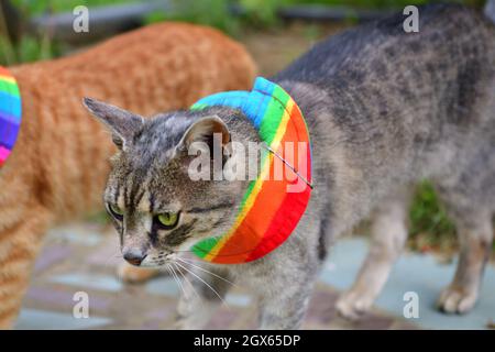 Gatto domestico che indossa uccello avvertimento gatto colletto copre intorno al collo Foto Stock