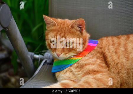 Gatto domestico che indossa uccello avvertimento gatto colletto copre intorno al collo Foto Stock