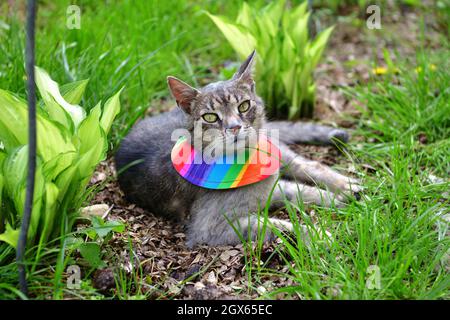 Gatto domestico che indossa uccello avvertimento gatto colletto copre intorno al collo Foto Stock