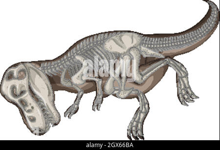 Scheletri dinosauri completi su sfondo bianco Illustrazione Vettoriale