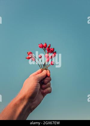 Mano della persona del primo piano che tiene un mazzo di bacche più brier sopra uno sfondo blu chiaro del cielo. Braccio uomo con rametti di rose e frutti rossi maturi. Stagione autunnale Foto Stock