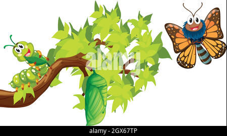 Ciclo di vita della farfalla monarca Illustrazione Vettoriale