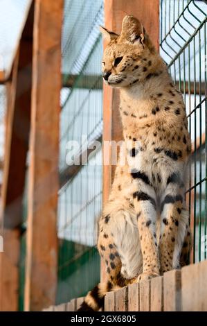 serval gatto nello zoo ucraino, una rara specie di gatti, un ritratto di un serval. Foto Stock