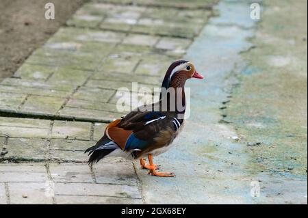 Uccelli tipo oca sul territorio dello zoo, uccelli vicino al serbatoio, giardini zoologici di Ucraina. Nuovo Foto Stock