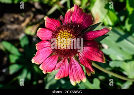 Un vivace giallo e rosso Gaillardia fiore, comune noto come fiore coperta, e foglie verde sfocato a fuoco morbido, in un giardino in una giornata estiva soleggiata Foto Stock