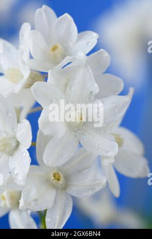 Puschkinia scilloides var. Libanotica 'Alba' Foto Stock