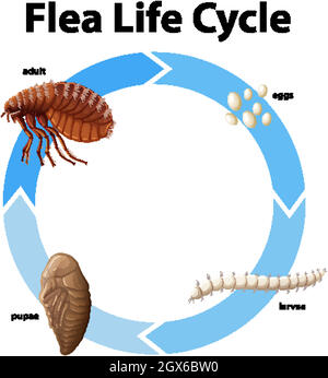 Diagramma che mostra il ciclo di vita delle pulci Illustrazione Vettoriale