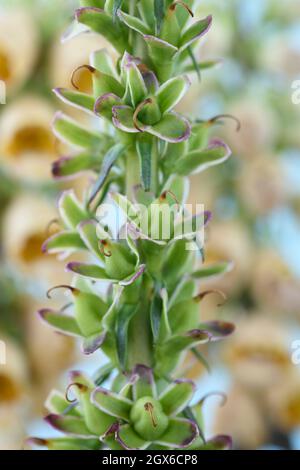 Digitalis ferruginea AGM Rusty foxglove semi pods formò come fiori muoiono luglio Foto Stock