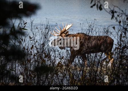 Alce toro in lago con colori autunnali Grand Teton, Wyoming Foto Stock