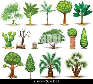 Tipi diversi di alberi Illustrazione Vettoriale