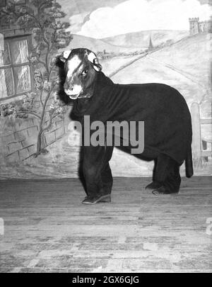 1956, storico, due attori vestito in costume animale nel gioco Jack e il Beanstalk, basato su un antico racconto folcloristico o favola. Sono nel costume di Daisy la mucca, che il protagonista Jack deve vendere ma la scambia per fagioli invece di soldi, Inghilterra, Regno Unito. Foto Stock