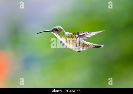 Un colibrì Smeraldo dalla parte bianca (Amazilia brevirostris) che oscilla nell'aria con uno sfondo sfocato. Uccello tropicale in natura. Uccello in volo. Foto Stock