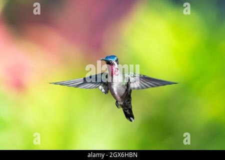 Un hummingbird starbugliato maschio a lungo, heliomaster longirostris, hovering con uno sfondo colorato mentre si guarda la fotocamera con le ali sparse Foto Stock