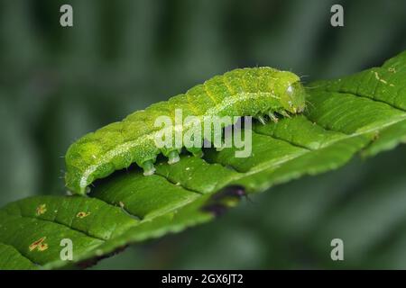 Tonalità angolari bruco (Phlogophora meticulosa) strisciando lungo la foglia di bramble. Tipperary, Irlanda Foto Stock