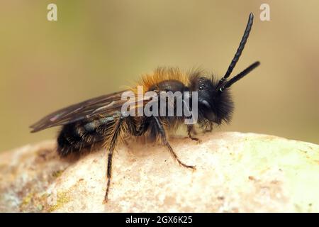Bee maschio minerario di Gwynne (Andrena bicolore) a riposo sulla pietra. Tipperary, Irlanda Foto Stock