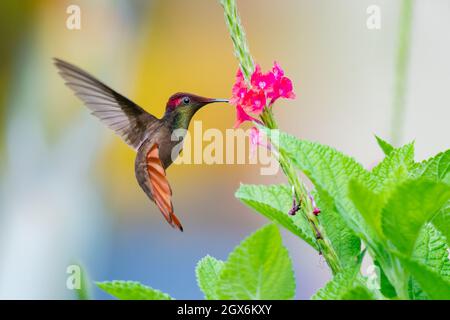 Un hummingbird Ruby Topaz (Chrysolampis mosquitus) che si alimenta su un fiore rosa di Vervain. Foto Stock