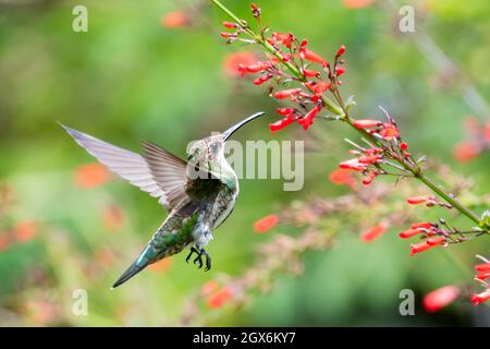 Una femmina hummingbird di mango con gola nera (Anthracothorax nigricollis) che si nutra sui fiori rossi di un arbusto di Antigua Heath in un giardino tropicale. Foto Stock