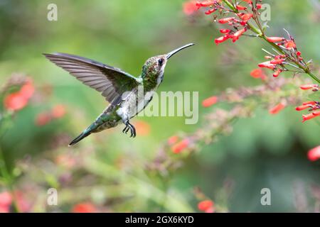 Una femmina hummingbird di mango con gola nera (Anthracothorax nigricollis) che si nutra sui fiori rossi di un arbusto di Antigua Heath in un giardino tropicale. Foto Stock