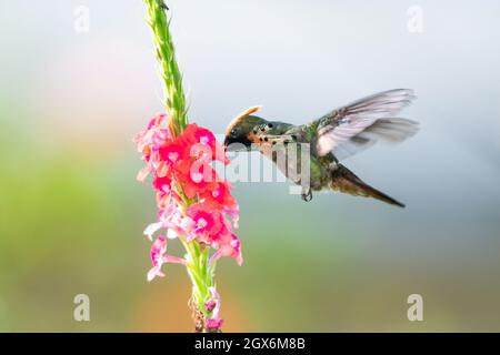 Un hummingbird maschio Tufted Coquette, secondo uccello più piccolo del mondo, che si nutrono di un fiore rosa vervain. Foto Stock