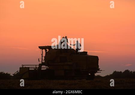 Silhouette1984 archivio vista di un agricoltore e compagni di lavoro che riparano una rottura su mietitrebbiatrice bloccata in campo di grano agricolo anni 80 tempo di raccolto con gli uomini che lavorano tardi sulla macchina per riavviare la raccolta in prima sera tramonto tramonto cielo in 80 archiviazione fattoria immagine Essex Campagna Inghilterra UK Foto Stock