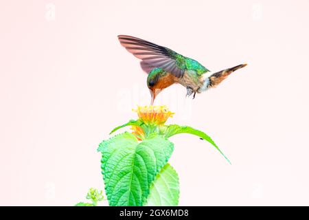 Una femmina Tufted Coquette, lophornis ornatus, hummingbird che si nutrono sui fiori di Lantana isolato su uno sfondo arancione chiaro Foto Stock