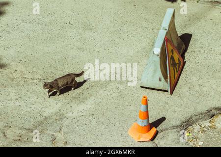 Il gatto cammina lungo una sezione di emergenza della strada con fori. Foto Stock