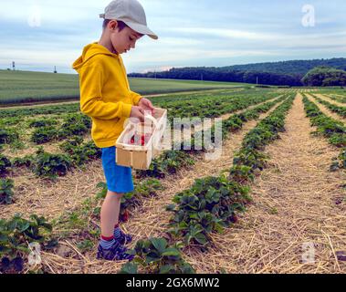 Bambino ragazzo che raccoglie fragole sul campo di fragole nel cestino Foto Stock