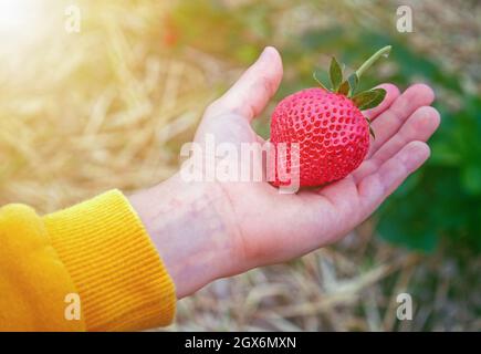 Grande fragola rossa sulla palma del peperoncino, fragola ecologica Foto Stock