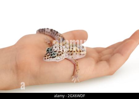 Leopardo gecko Eublepharis macularius sulla mano isolato su sfondo bianco con percorso di taglio e profondità di campo Foto Stock