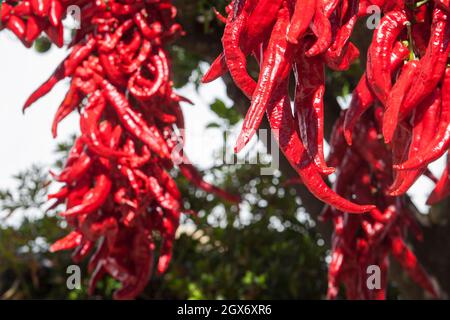 Ristra de guindas asciugando sotto il sole all'aperto casa di villaggio. I Guindas sono peperoni allungati di varietà cuciti come un mazzo e li aria fuori per asciugare. Extremadura Foto Stock