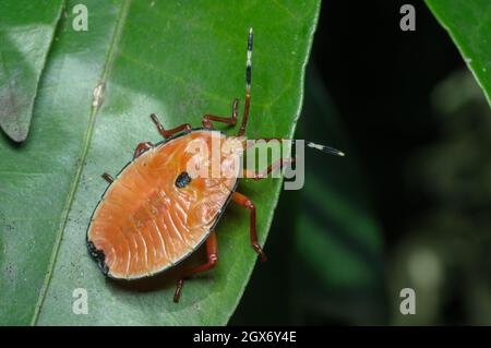 Bronze Orange Bug Nymph, Musgraveia sulciventris, a Glenbrook, nuovo Galles del Sud, Australia. Foto Stock