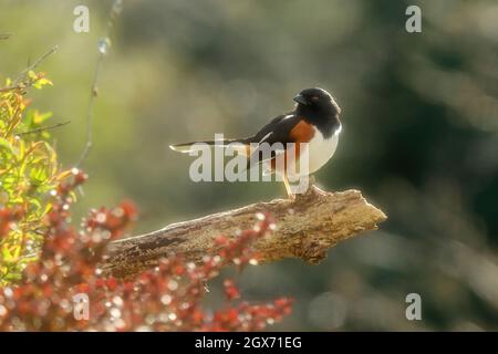 Towhee orientale Foto Stock