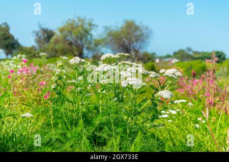 Fiori di yarrow comuni in un campo al Castaways Park a Newport Beach, California Foto Stock