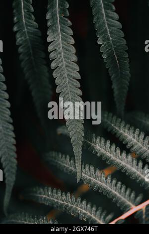 Primo piano di foglie di felce sui fronti stretti Foto Stock
