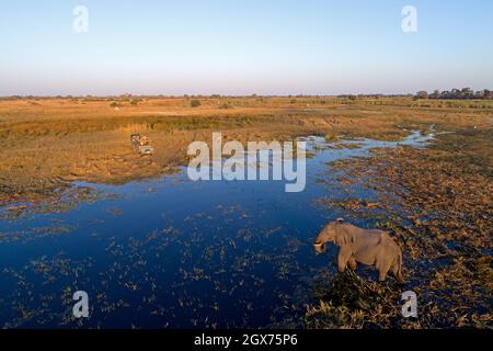 Elephant che attraversa il fiume vicino safari veicolo, Botswana, Africa Foto Stock