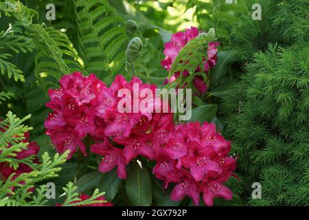 Fiori rossi su sfondo verde. Rododendri e padroni di casa nel giardino. Rhododendron Nova Zembla. Foto orizzontale. Foto Stock