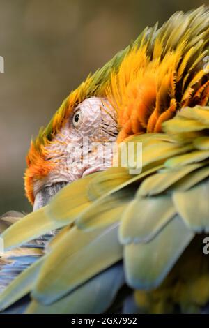 Macaw misto Foto Stock
