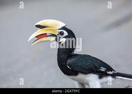 Un maschio Oriental Pied Hornbill ispeziona un pezzo di spazzatura di gomma a sinistra su un sentiero in un parco costiero, Singapore Foto Stock